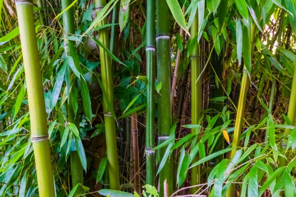 Cost of Bamboo Trimming in Lake Havasu City