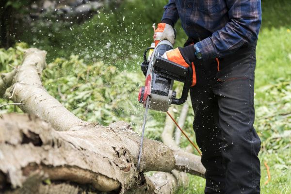 Branch Removal Service in Lake Havasu City