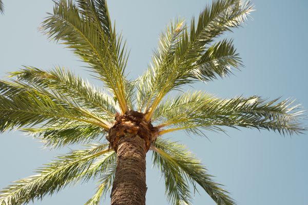 Palm Tree Pruning in Lake Havasu City