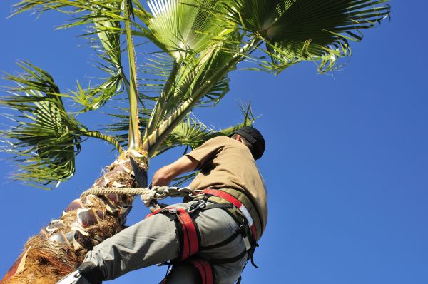 Palm Tree Trimming in Lake Havasu City