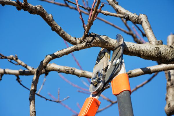 Residential Tree Service in Lake Havasu City