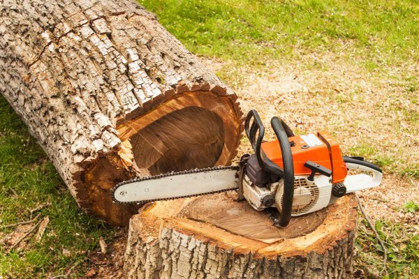 Tree Cutting Service in Lake Havasu City