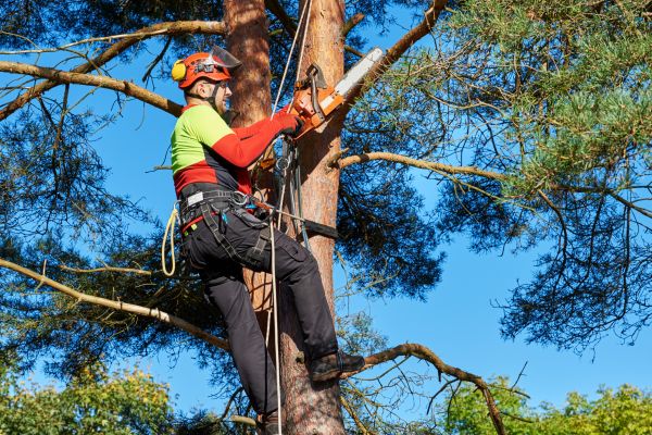 Tree Service in Lake Havasu City