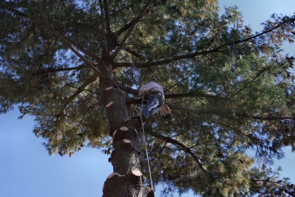 Trimming Service in Lake Havasu City