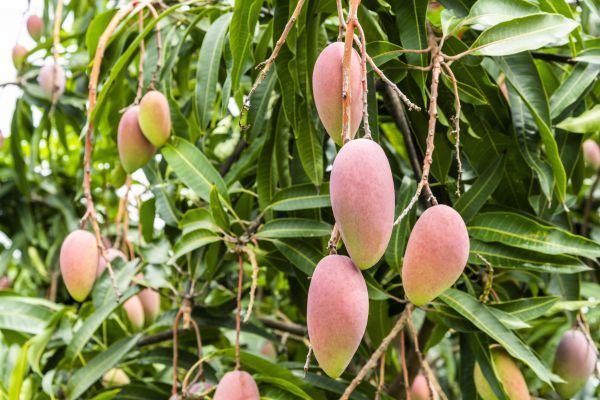 Mango Tree Trimming in Lake Havasu City