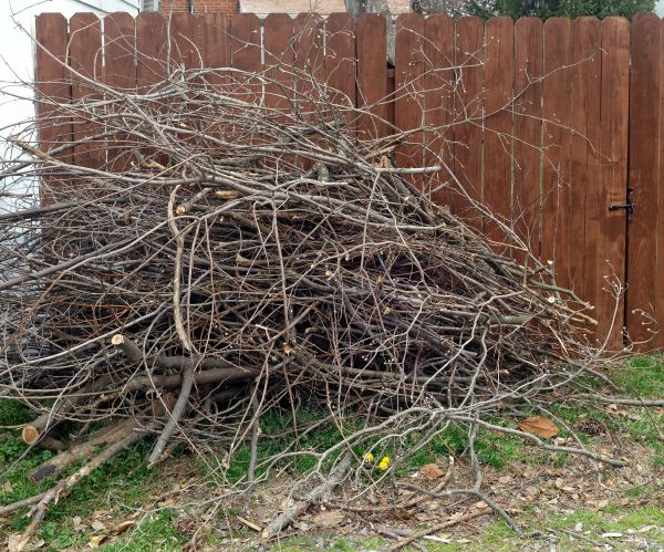 Dead Branch Removal in Lake Havasu City