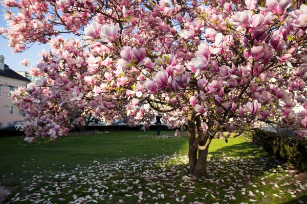 Ornamental Tree Pruning in Lake Havasu City