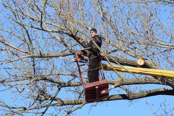 Emergency Tree Trimming in Lake Havasu City