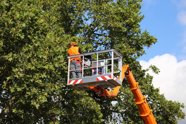 Commercial Tree Service in Lake Havasu City