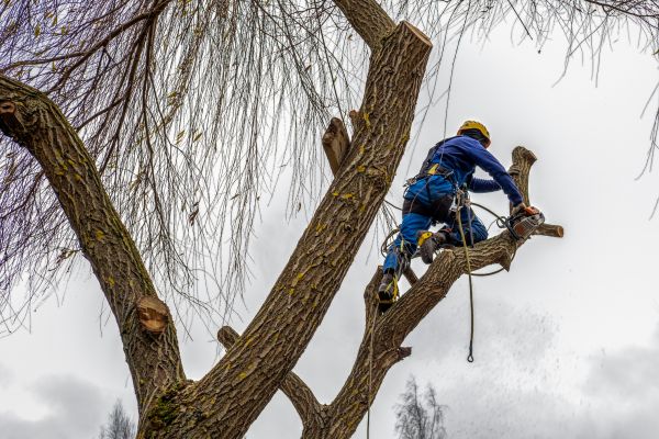 Cost of Tree Maintenance Service in Lake Havasu City