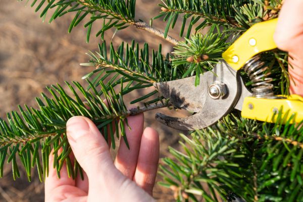Pine Tree Pruning in Lake Havasu City