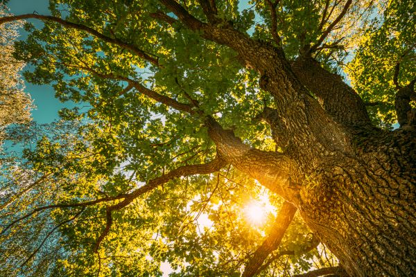 Oak Tree Pruning in Lake Havasu City