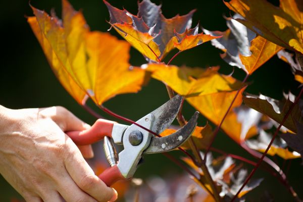 Maple Tree Pruning in Lake Havasu City