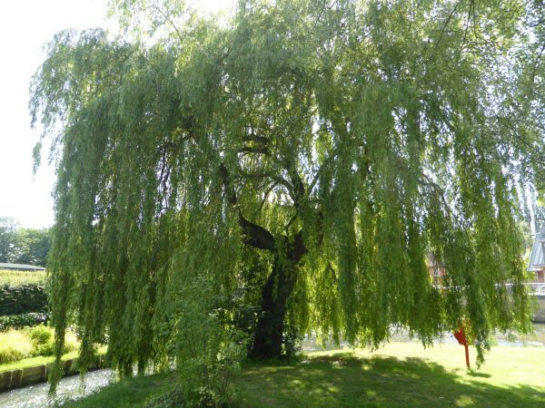 Cost of Willow Tree Trimming in Lake Havasu City