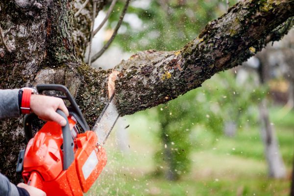 Tree Limbs Removal in Lake Havasu City