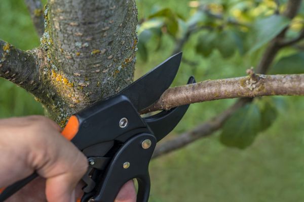 Tree Limb Cutting in Lake Havasu City