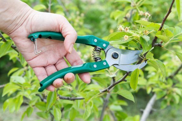 Pear Tree Pruning in Lake Havasu City
