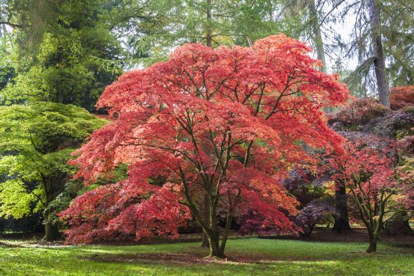 Japanese Maple Pruning in Lake Havasu City