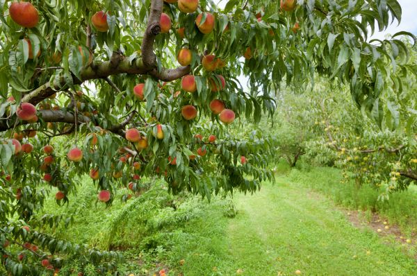 Peach Tree Pruning in Lake Havasu City