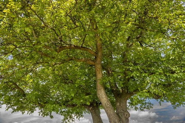 Walnut Tree Trimming in Lake Havasu City