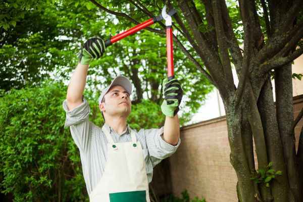 Tree Limb Pruning in Lake Havasu City