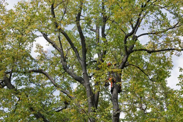 Tree Crown Shaping in Lake Havasu City