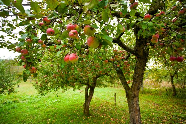 Apple Tree Pruning in Lake Havasu City