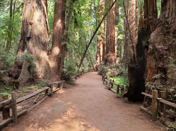Redwood Tree Pruning in Lake Havasu City