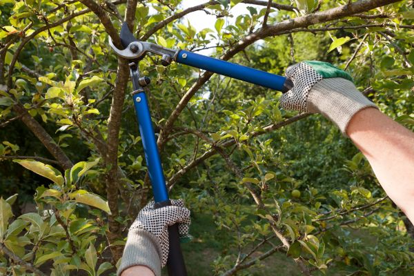Residential Tree Pruning in Lake Havasu City