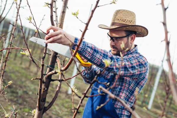 Orchard Tree Pruning in Lake Havasu City