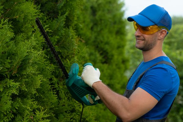 Tree Shaping Service in Lake Havasu City