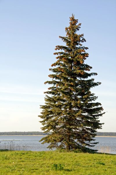 Cost of Spruce Tree Pruning in Lake Havasu City