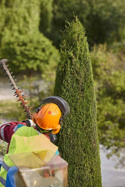 Cost of Cypress Tree Trimming in Lake Havasu City