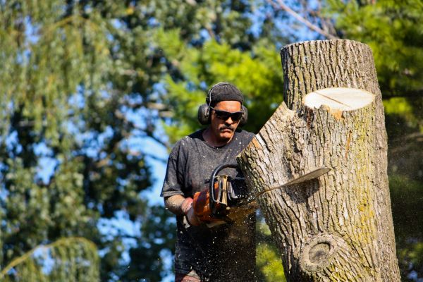 Ash Tree Pruning in Lake Havasu City