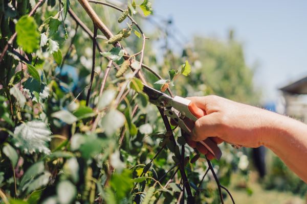 Cost of Birch Tree Pruning in Lake Havasu City