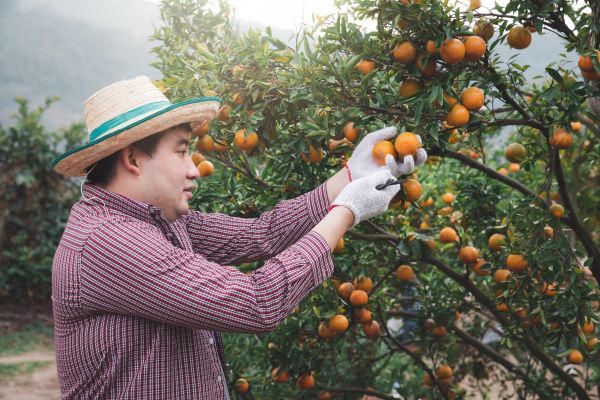Cost of Orange Tree Pruning in Lake Havasu City