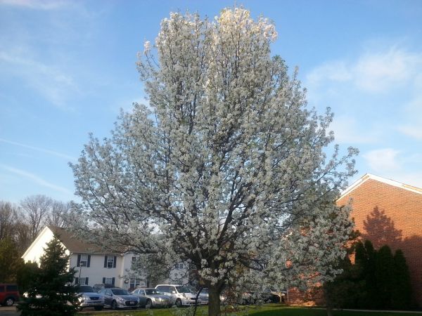 Cost of Bradford Pear Tree Pruning in Lake Havasu City