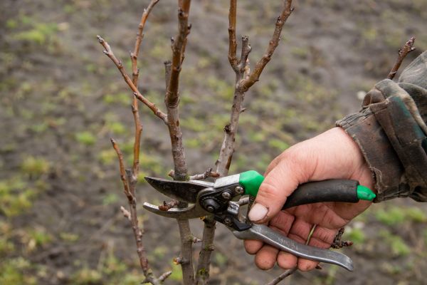 Pear Trees Pruning in Lake Havasu City