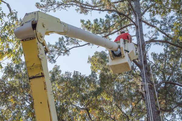 Limbs Trimming in Lake Havasu City
