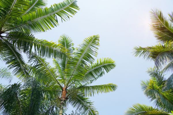 Queen Palm Tree Trimming in Lake Havasu City