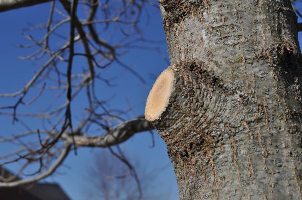 Limb Pruning in Lake Havasu City