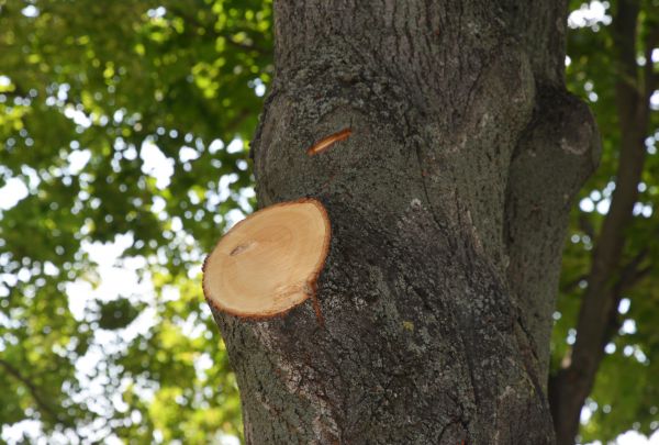Limb Cutting in Lake Havasu City