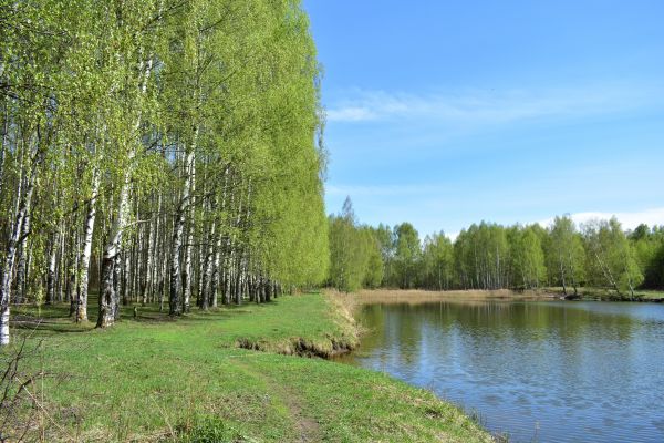 Cost of River Birch Pruning in Lake Havasu City