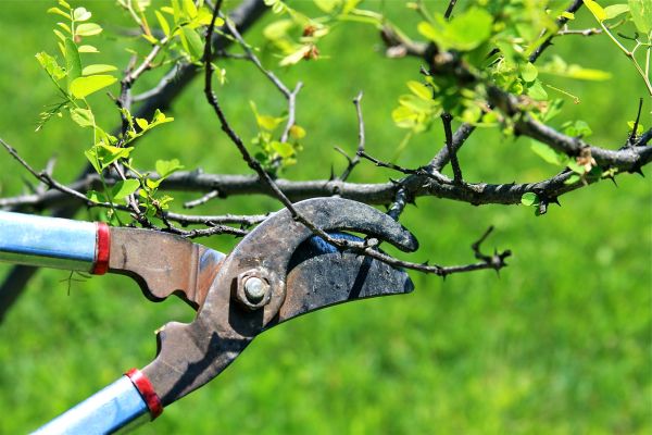 Branches Pruning in Lake Havasu City