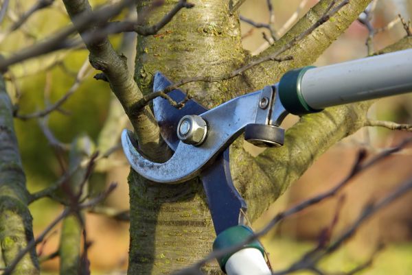 Tree Limb Trimming Service in Lake Havasu City