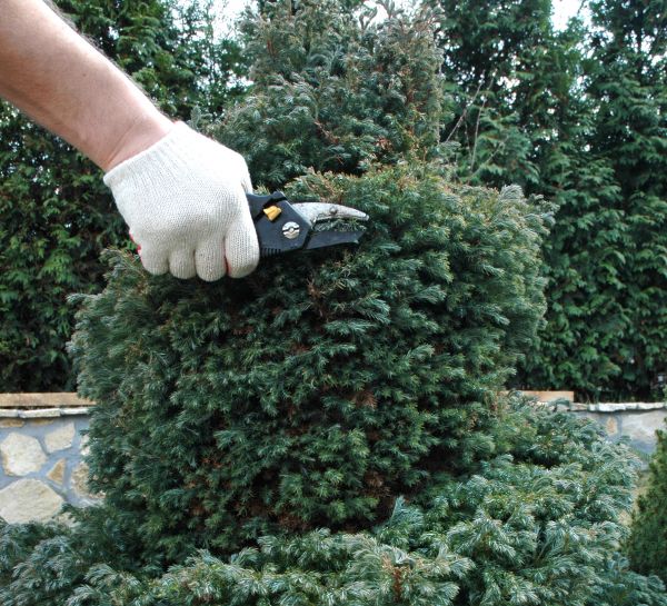 Ornamental Tree Trimming in Lake Havasu City