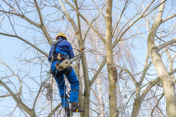 Large Tree Trimming in Lake Havasu City