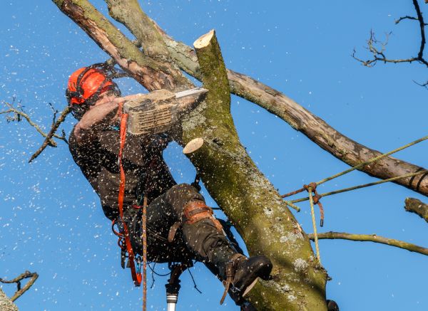 Tree Trimming Service in Lake Havasu City