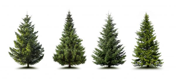 Cost of Pine Tree Trimming in Lake Havasu City