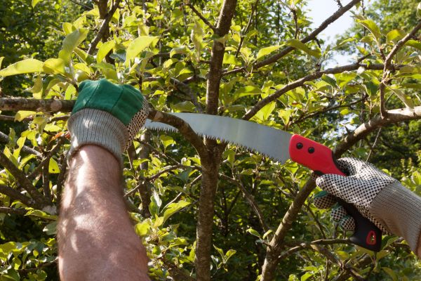 Apple Tree Trimming in Lake Havasu City